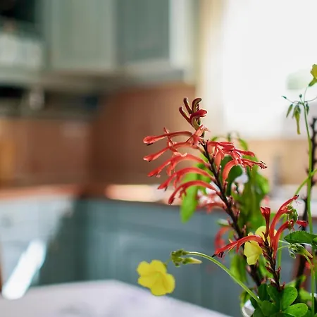 Mother's House In Syros Aegean Sea * Posidhonía
